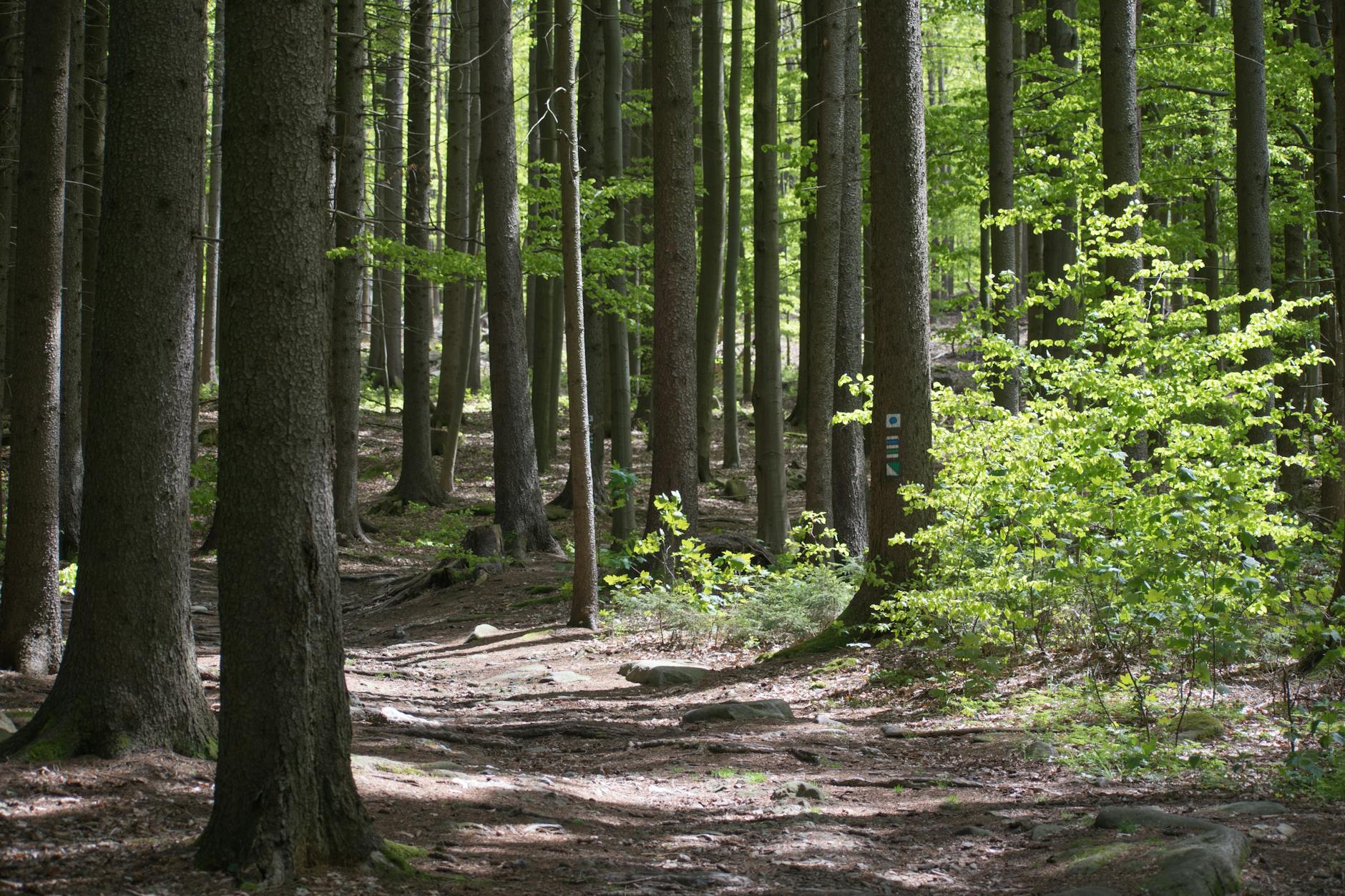 CDD : les 5 cas de requalification en CDI